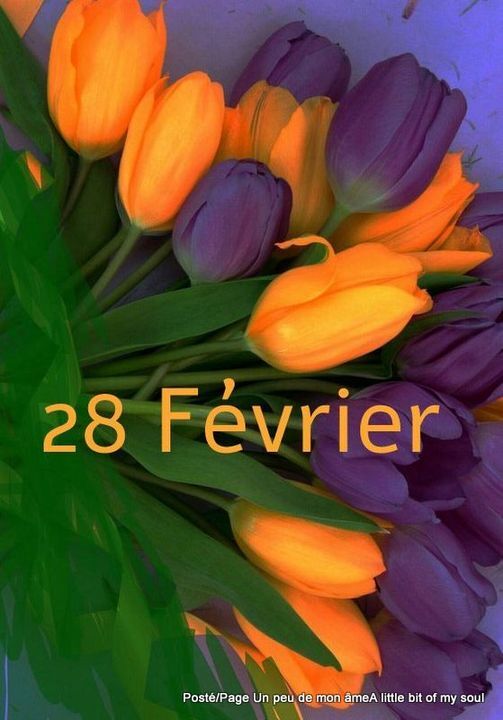 Bouquets de Tulipes du 28 Février.......