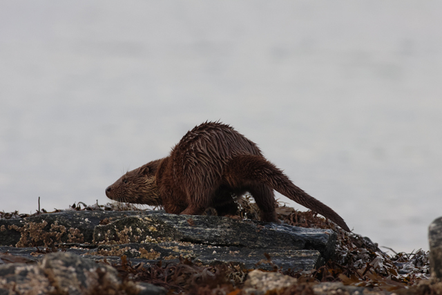 Voyage et ornithologie en Scandinavie 2024 Dqlv