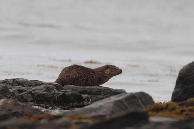 Voyage et ornithologie en Scandinavie 2024 Er0r