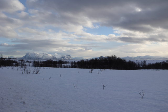 Voyage et ornithologie en Scandinavie 2024 F5n0