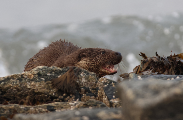 Voyage et ornithologie en Scandinavie 2024 Q6ze