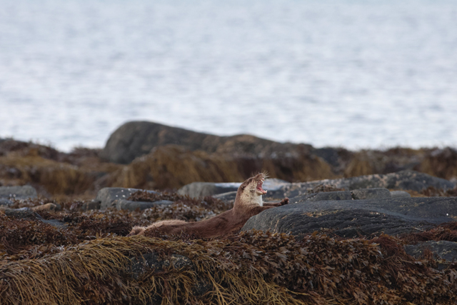 Voyage et ornithologie en Scandinavie 2024 Te6x