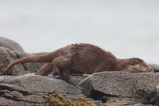 Voyage et ornithologie en Scandinavie 2024 Xkns