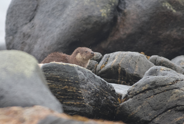 Voyage et ornithologie en Scandinavie 2024 Xtmb