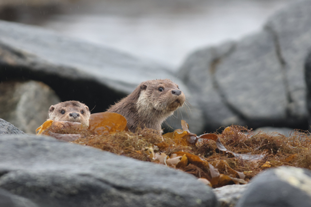 Voyage et ornithologie en Scandinavie 2024 Yexi