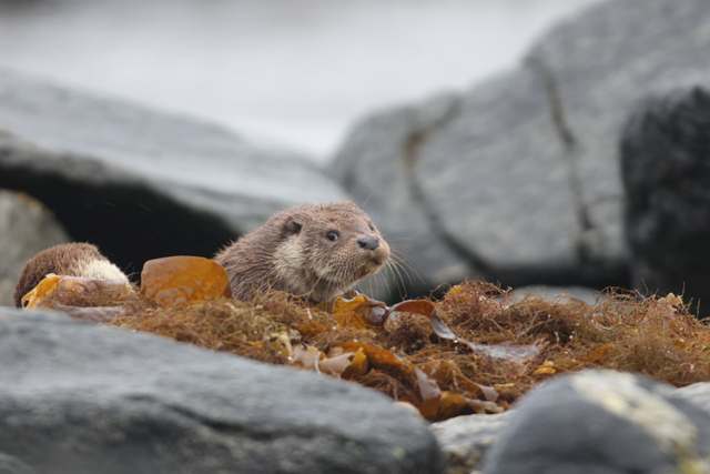 Voyage et ornithologie en Scandinavie 2024 Znhr