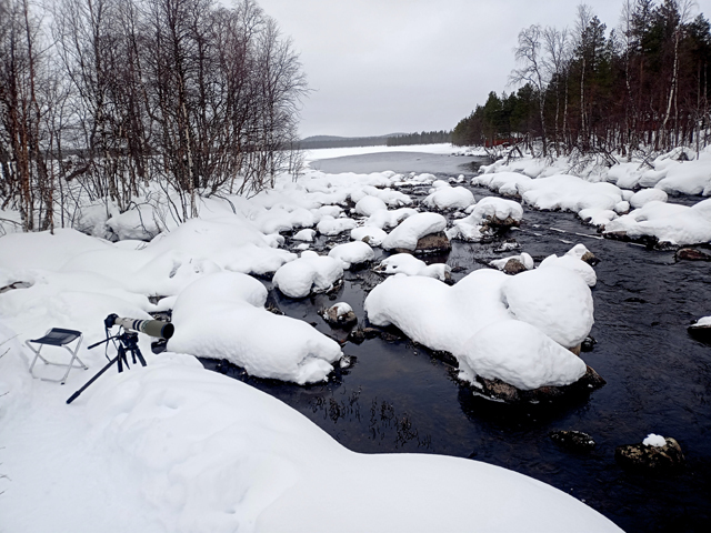 Voyage et ornithologie en Scandinavie 2024 6xug