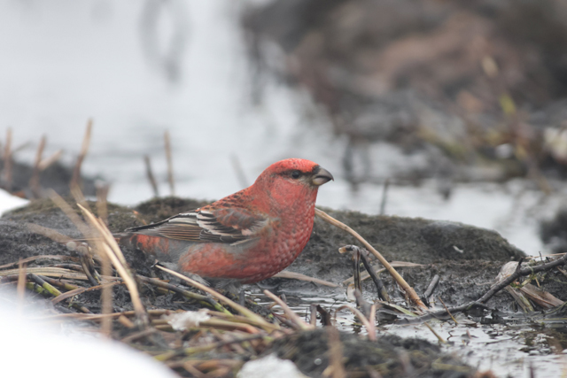 Voyage et ornithologie en Scandinavie 2024 6zwe