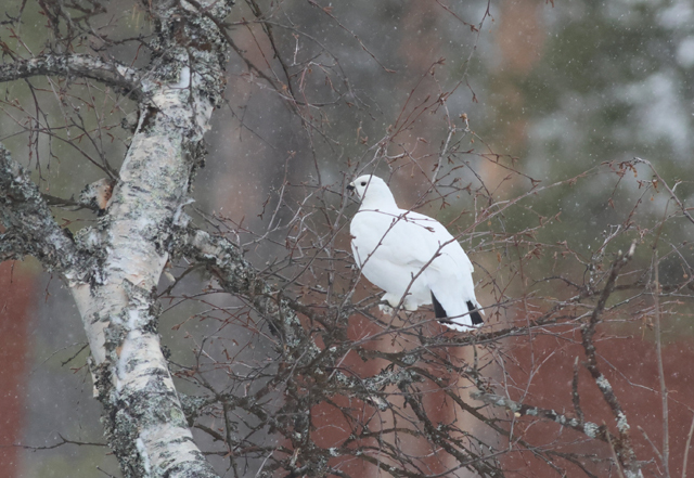 Voyage et ornithologie en Scandinavie 2024 G7wu