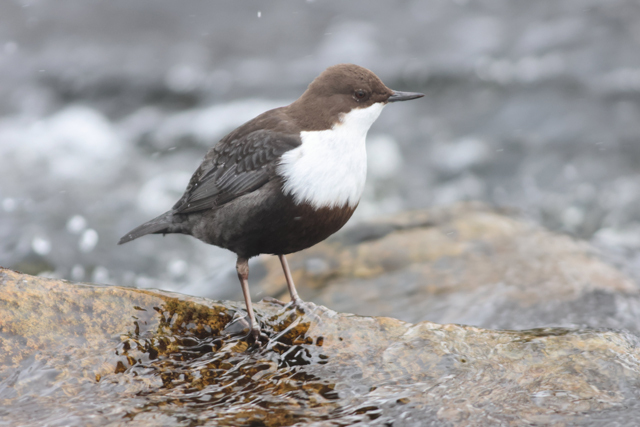 Voyage et ornithologie en Scandinavie 2024 Ljpj