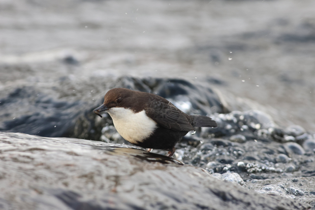 Voyage et ornithologie en Scandinavie 2024 Cusw