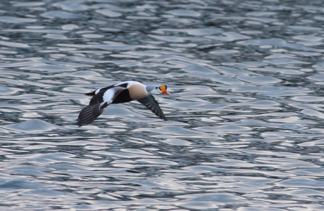 Voyage et ornithologie en Scandinavie 2024 X8tv