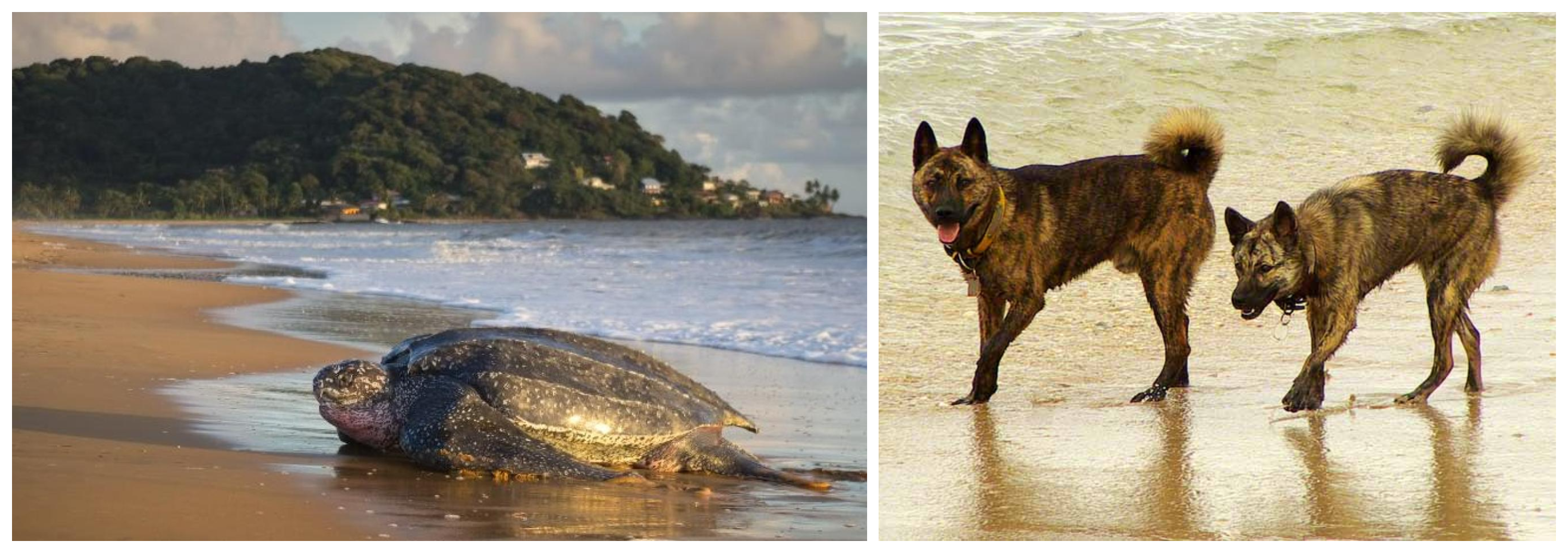 Tortue biwa remontant une plage du golfe pour la ponte, photographie, 2007. / Chiens kureoru vagabondant seuls sur une plage su golfe, photographie, 2007.