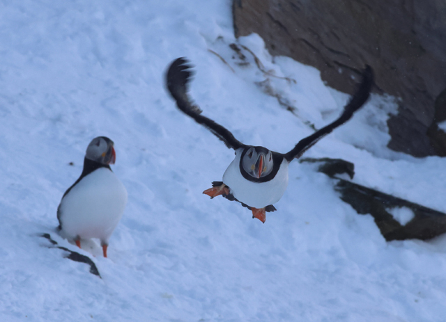 Voyage et ornithologie en Scandinavie 2024 6ffd