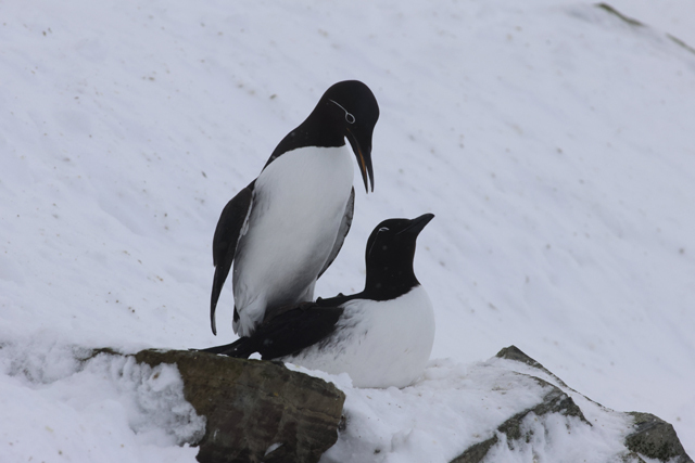 Voyage et ornithologie en Scandinavie 2024 6q0s