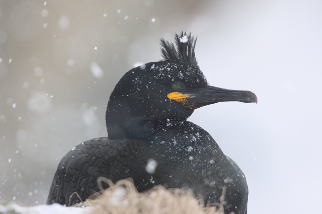 Voyage et ornithologie en Scandinavie 2024 7cam