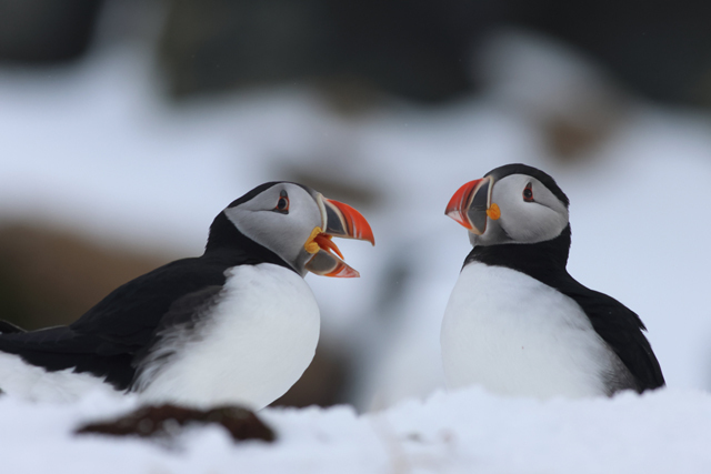 Voyage et ornithologie en Scandinavie 2024 7ka4