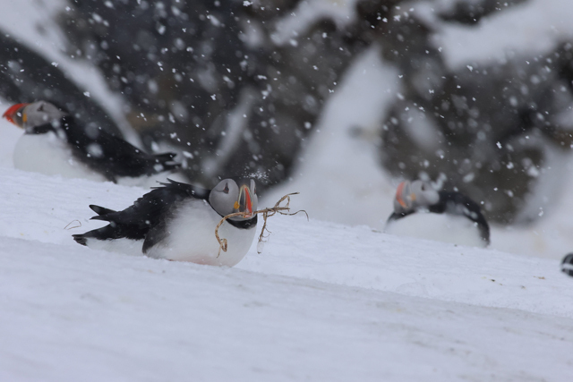 Voyage et ornithologie en Scandinavie 2024 7lfr