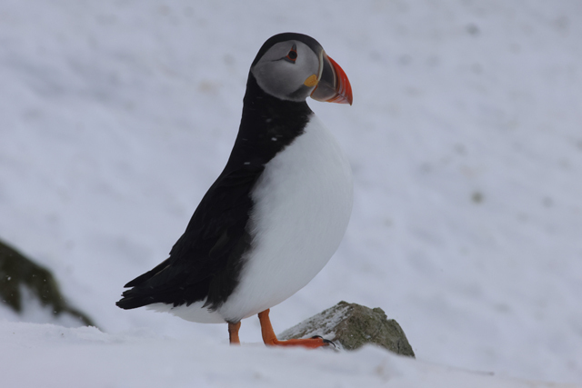 Voyage et ornithologie en Scandinavie 2024 Binu