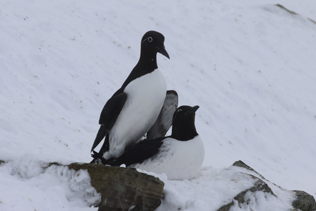 Voyage et ornithologie en Scandinavie 2024 Fkcf