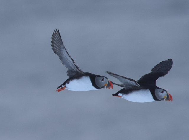 Voyage et ornithologie en Scandinavie 2024 Gyhp