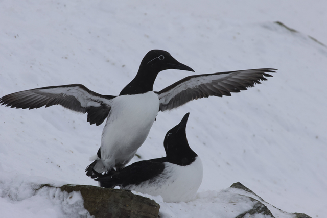 Voyage et ornithologie en Scandinavie 2024 Hmct