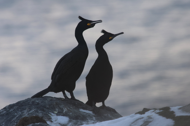 Voyage et ornithologie en Scandinavie 2024 Pipt