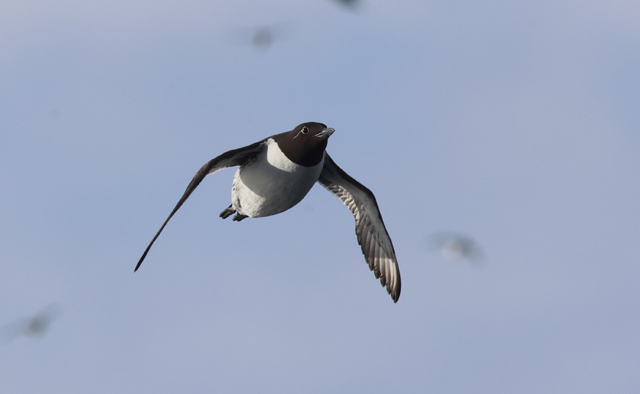 Voyage et ornithologie en Scandinavie 2024 Qdos