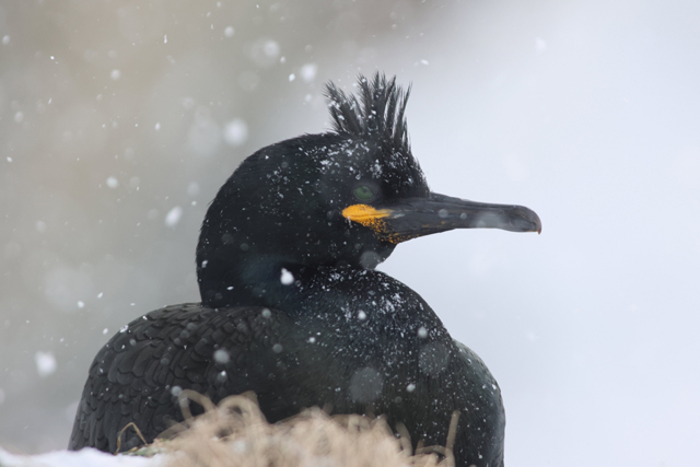 Voyage et ornithologie en Scandinavie 2024 Qenc