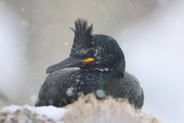 Voyage et ornithologie en Scandinavie 2024 Qnmu