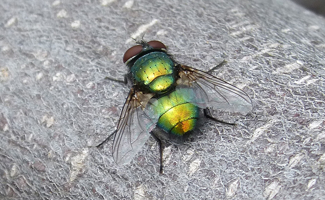 Pire que le frelon asiatique, la mouche maghrébine Rtnh