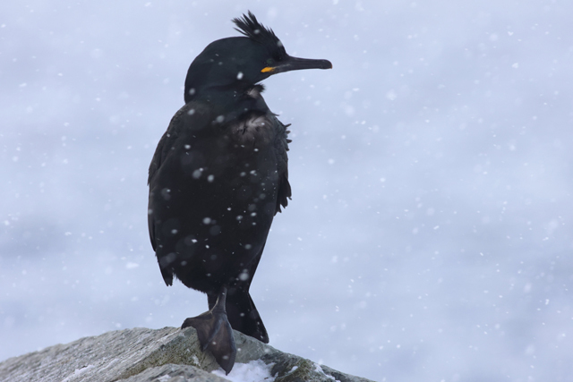 Voyage et ornithologie en Scandinavie 2024 Szg8