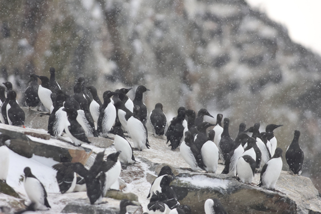 Voyage et ornithologie en Scandinavie 2024 Udjr