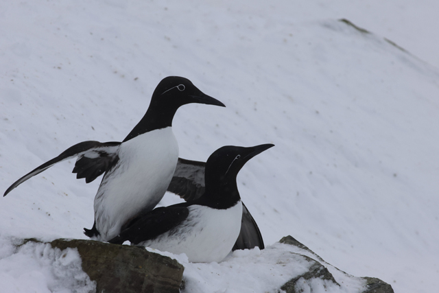 Voyage et ornithologie en Scandinavie 2024 Usee