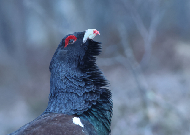 Voyage et ornithologie en Scandinavie 2024 2m68