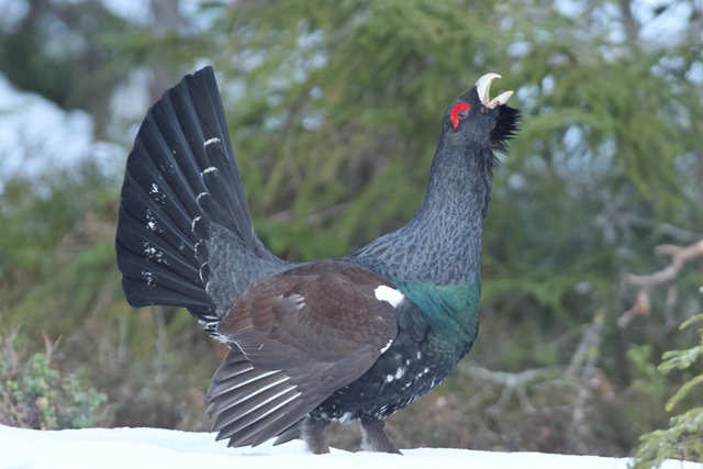 Voyage et ornithologie en Scandinavie 2024 976e