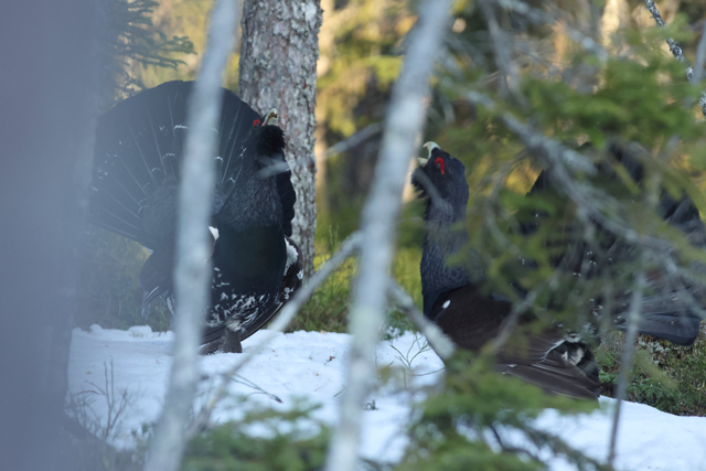 Voyage et ornithologie en Scandinavie 2024 Arhj