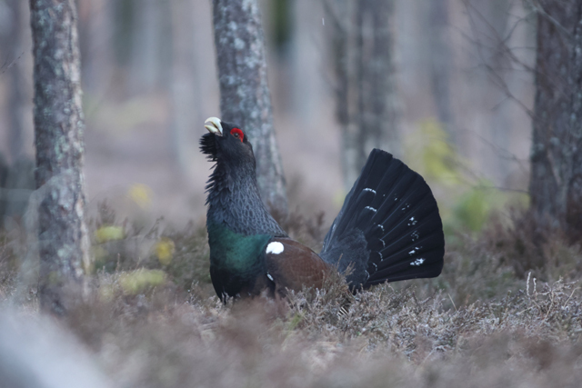 Voyage et ornithologie en Scandinavie 2024 Dzan