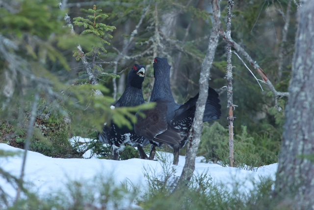 Voyage et ornithologie en Scandinavie 2024 Hhfr