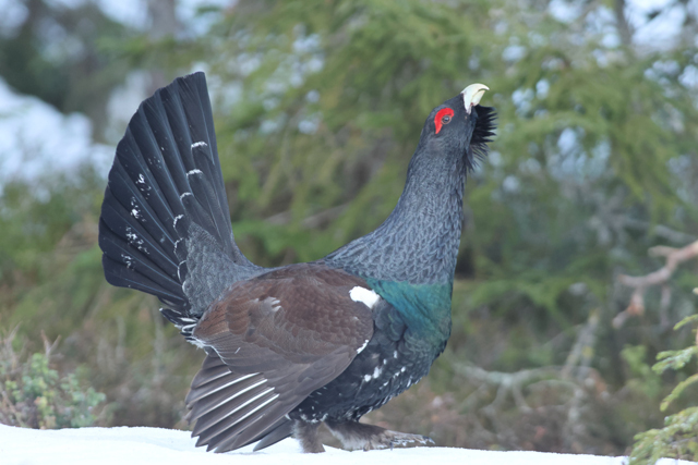 Voyage et ornithologie en Scandinavie 2024 Hnxr