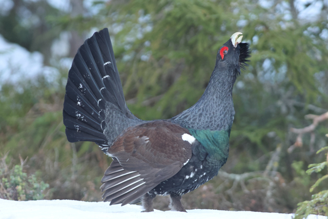 Voyage et ornithologie en Scandinavie 2024 Ohln