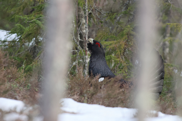 Voyage et ornithologie en Scandinavie 2024 Owla