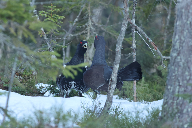 Voyage et ornithologie en Scandinavie 2024 Vktx