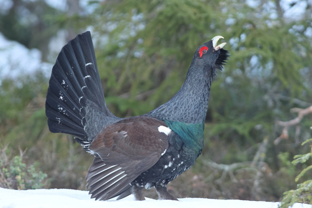 Voyage et ornithologie en Scandinavie 2024 Vreu