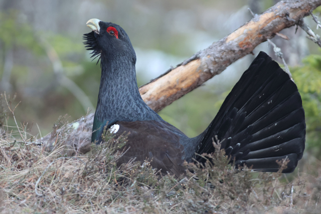 Voyage et ornithologie en Scandinavie 2024 Y7if