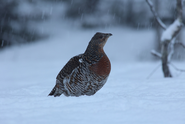 Voyage et ornithologie en Scandinavie 2024 Cmwc