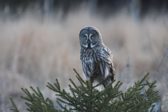 Voyage et ornithologie en Scandinavie 2024 0ruz