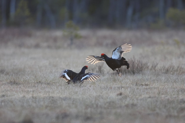 Voyage et ornithologie en Scandinavie 2024 0uod