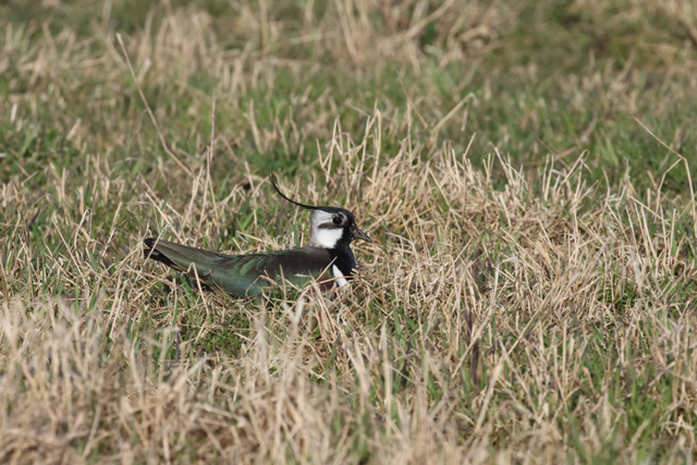 Voyage et ornithologie en Scandinavie 2024 34fx