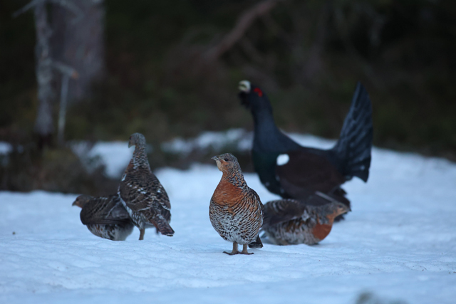 Voyage et ornithologie en Scandinavie 2024 355t